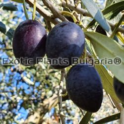 Olive tree Megaron, маслина Мегарон - 200+ cm
