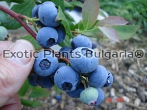 Blueberry  Bluecrop