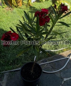 Nerium oleander Rubis / 5 ltr