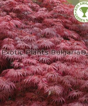 Acer palmatum Dissectum Garnet - 50 ltr.pots