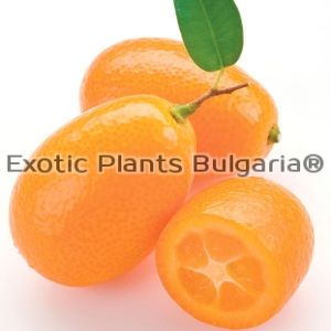 Citrus Kumquat Nagami - 7 ltr. pots - hardy to -12С