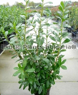 Prunus laurocerasus novita - лавровишна Новита/разсад - 70 см